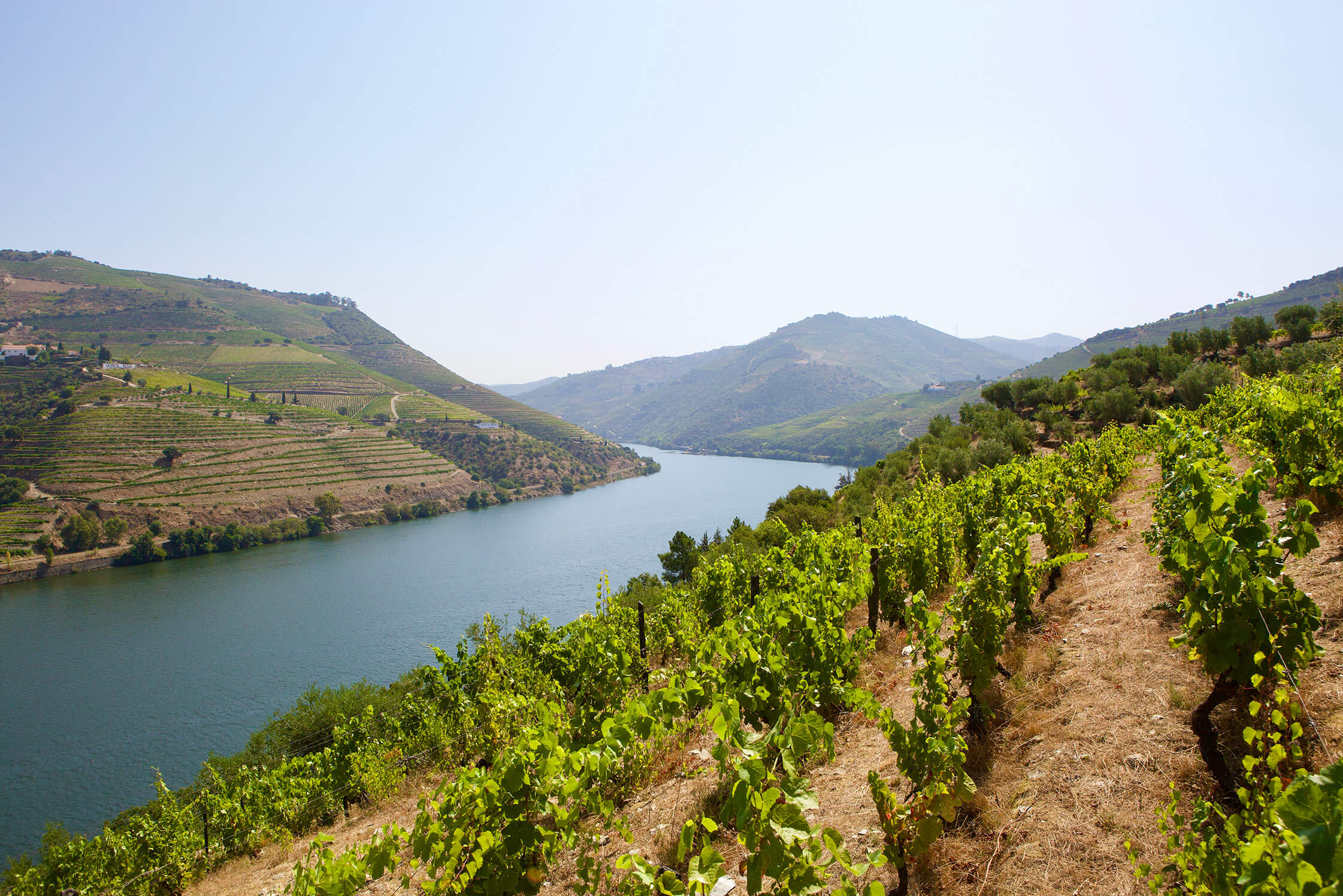 Century-Old Vines at Tapada do Chaves