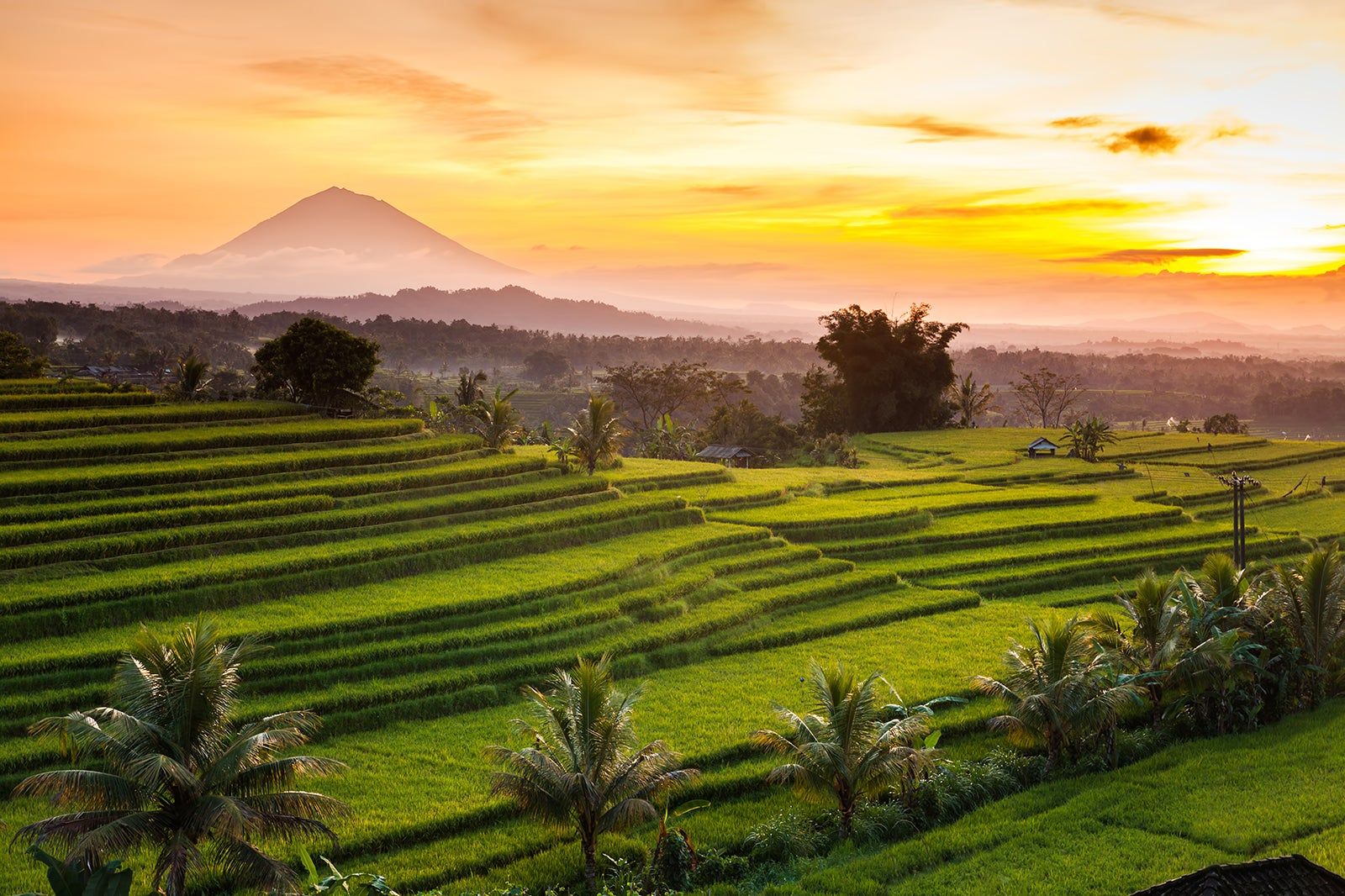 Jatiluwih: The Living Subak Landscape